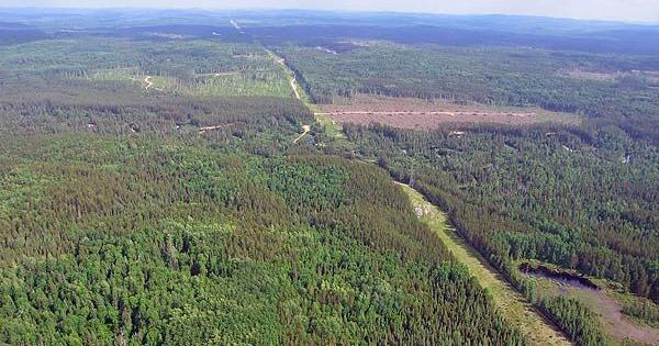 Heads up Ontario: Sweden thinks its found a green energy solution by ramping up forest harvesting. But forests are not factories thumbnail