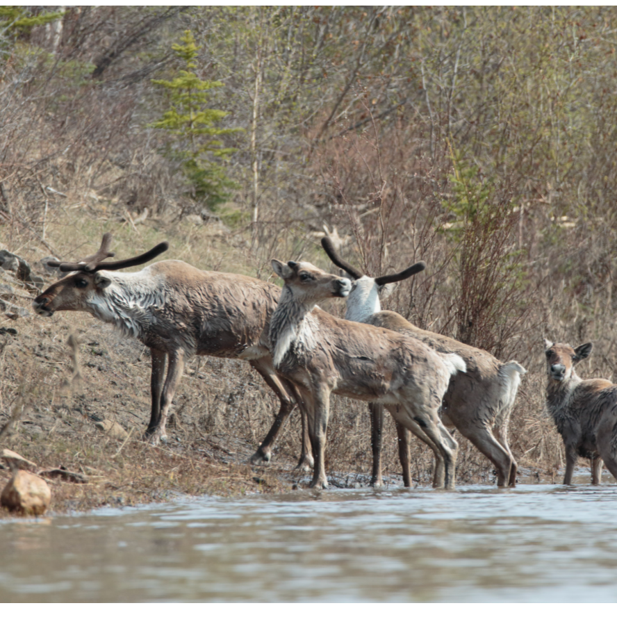 Drilling push in Alaska threatens Porcupine caribou | The Narwhal thumbnail