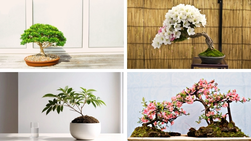 Nền tảng định hình xu hướng thẩm mỹ xanh và nghệ thuật sân vườn thumbnail