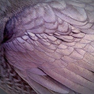 𐜤  𑂾  𝗛𝗘𝗔𝗥𝗧𝗦𝗧𝗢𝗣𝗣𝗘𝗥 𝗦𝗖𝗥𝗜𝗣𝗧 thumbnail