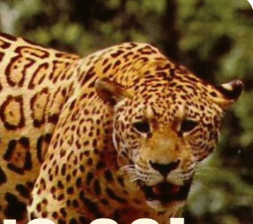 Rebel Witch Program thumbnail