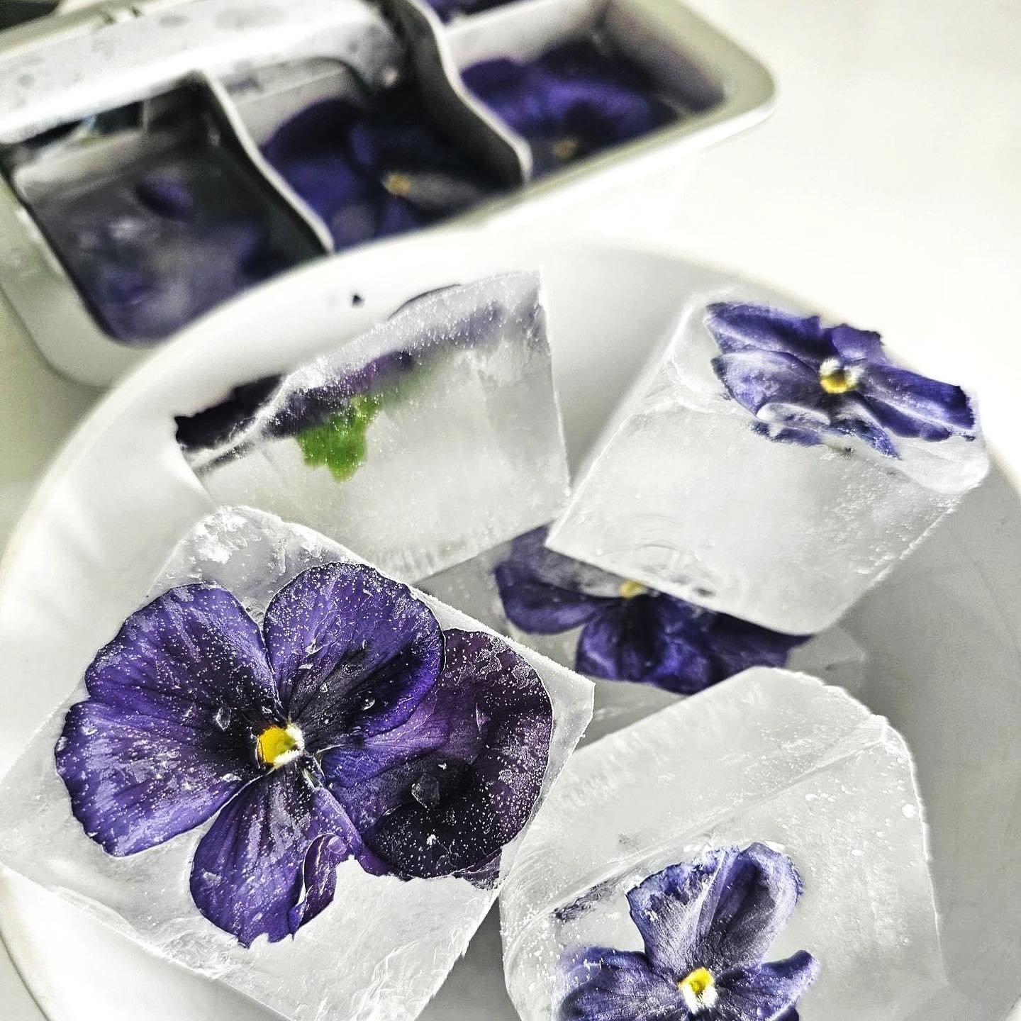 Blooming Elegance: Pansy Ice Cubes

As the early summer sun starts to drive temperatures past 75 degrees in the Northeas