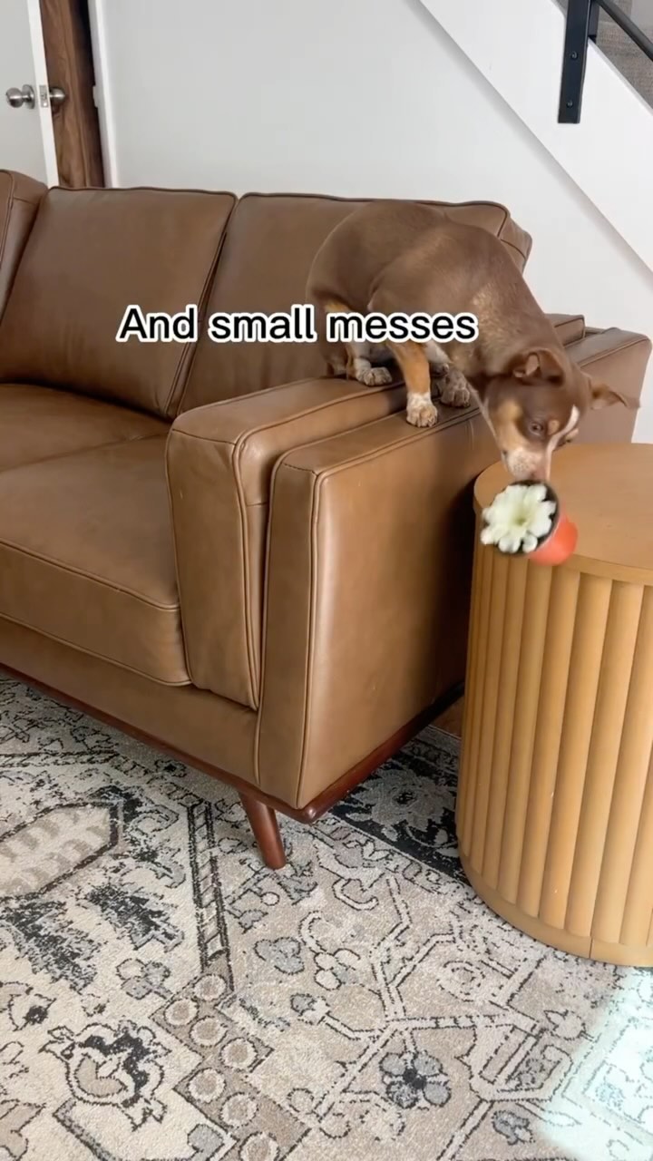 #ad Four Dogs. 900 Messes. One Machine, Twice the Clean. The BISSELL CrossWave OmniForce makes cleaning pet messes a bre