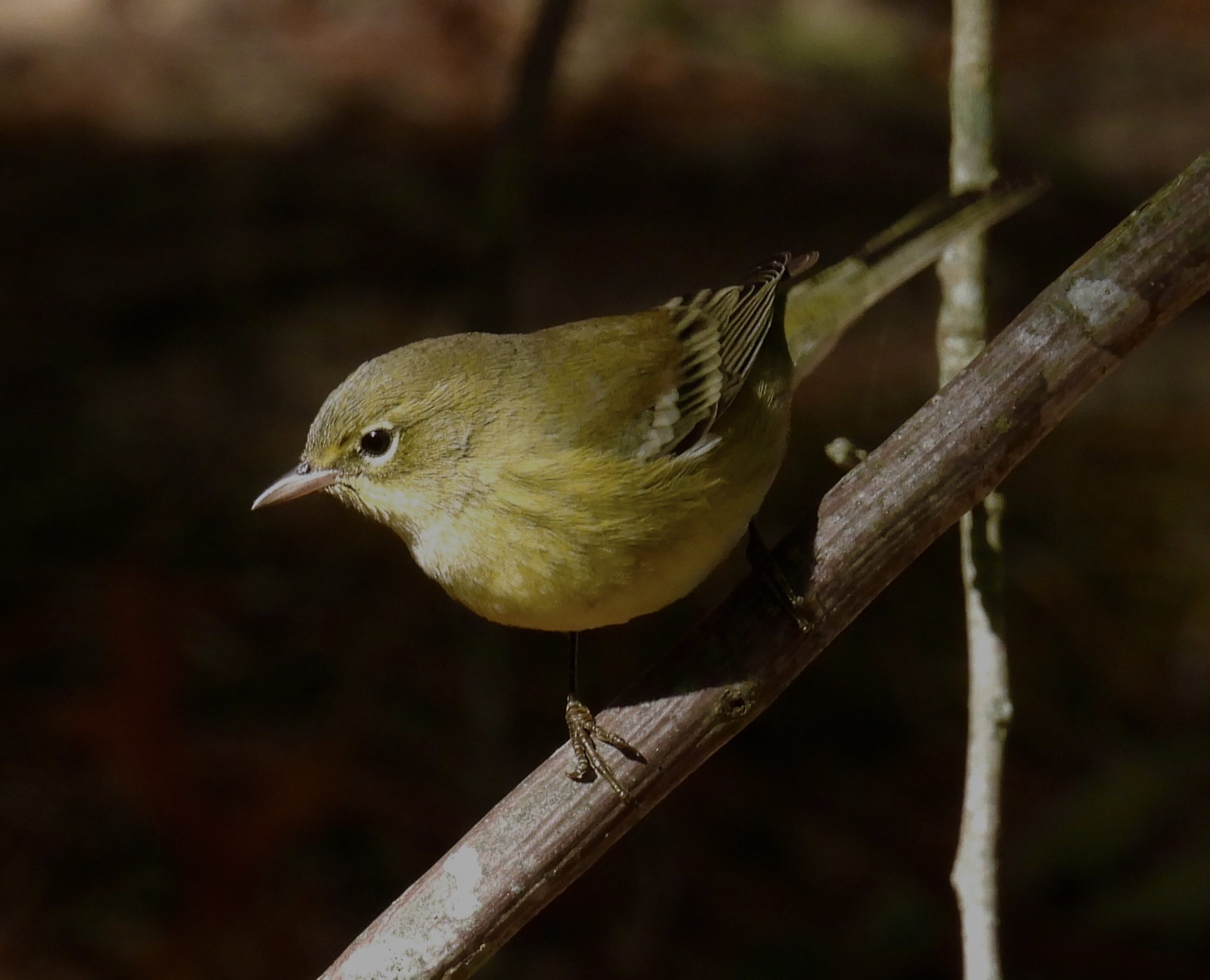 Pine Warbler - PIWA thumbnail