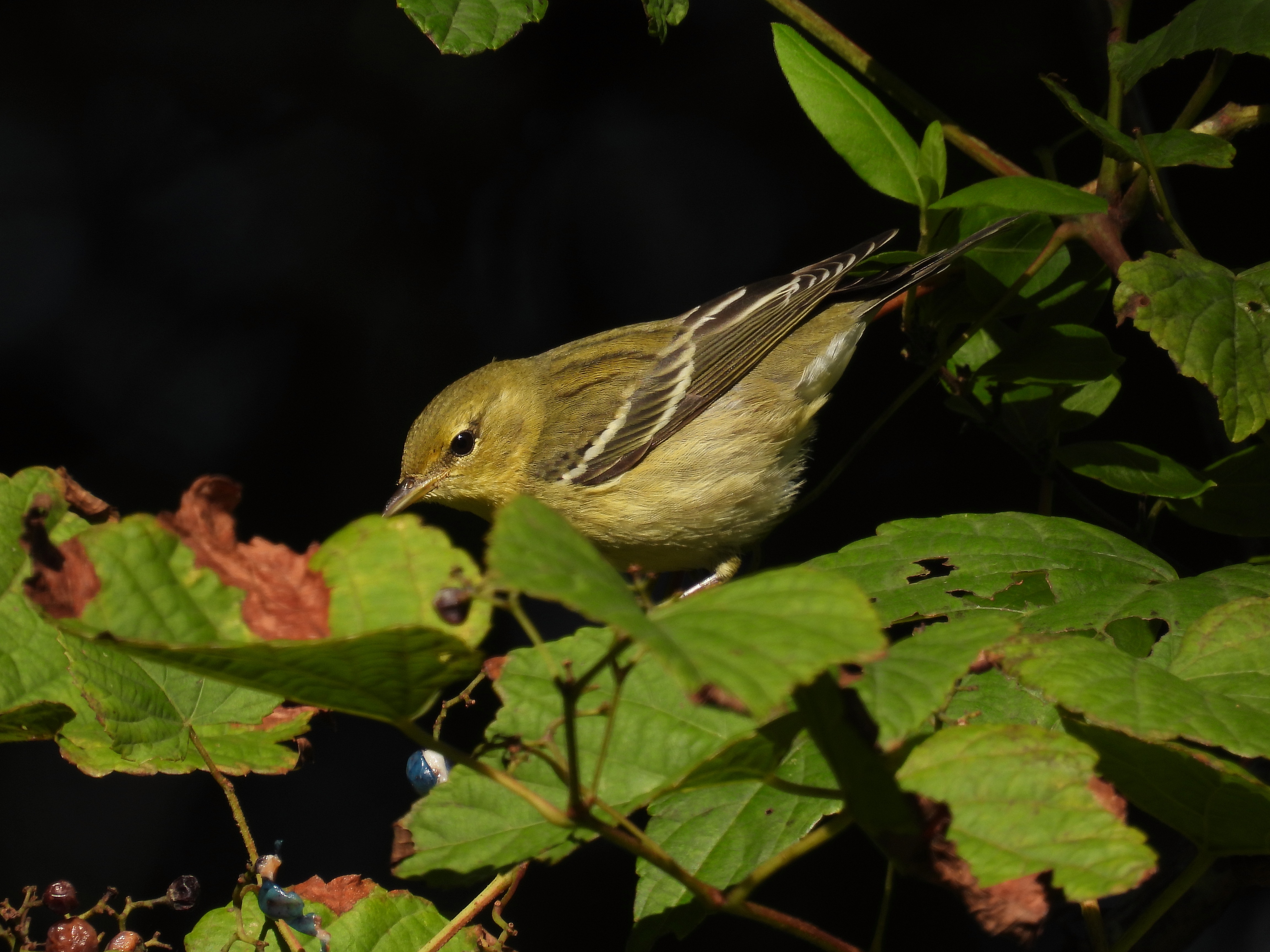 Blackpoll Warbler - BLPW thumbnail