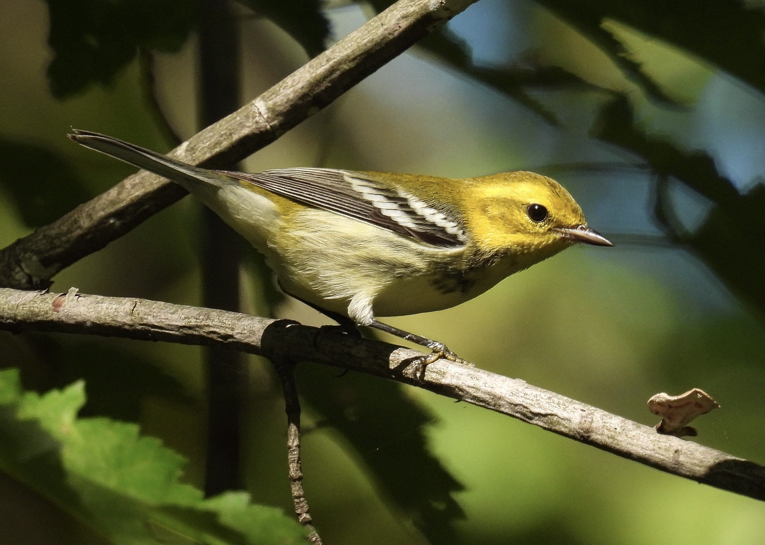 Black-throated Green Warbler -BTNW thumbnail