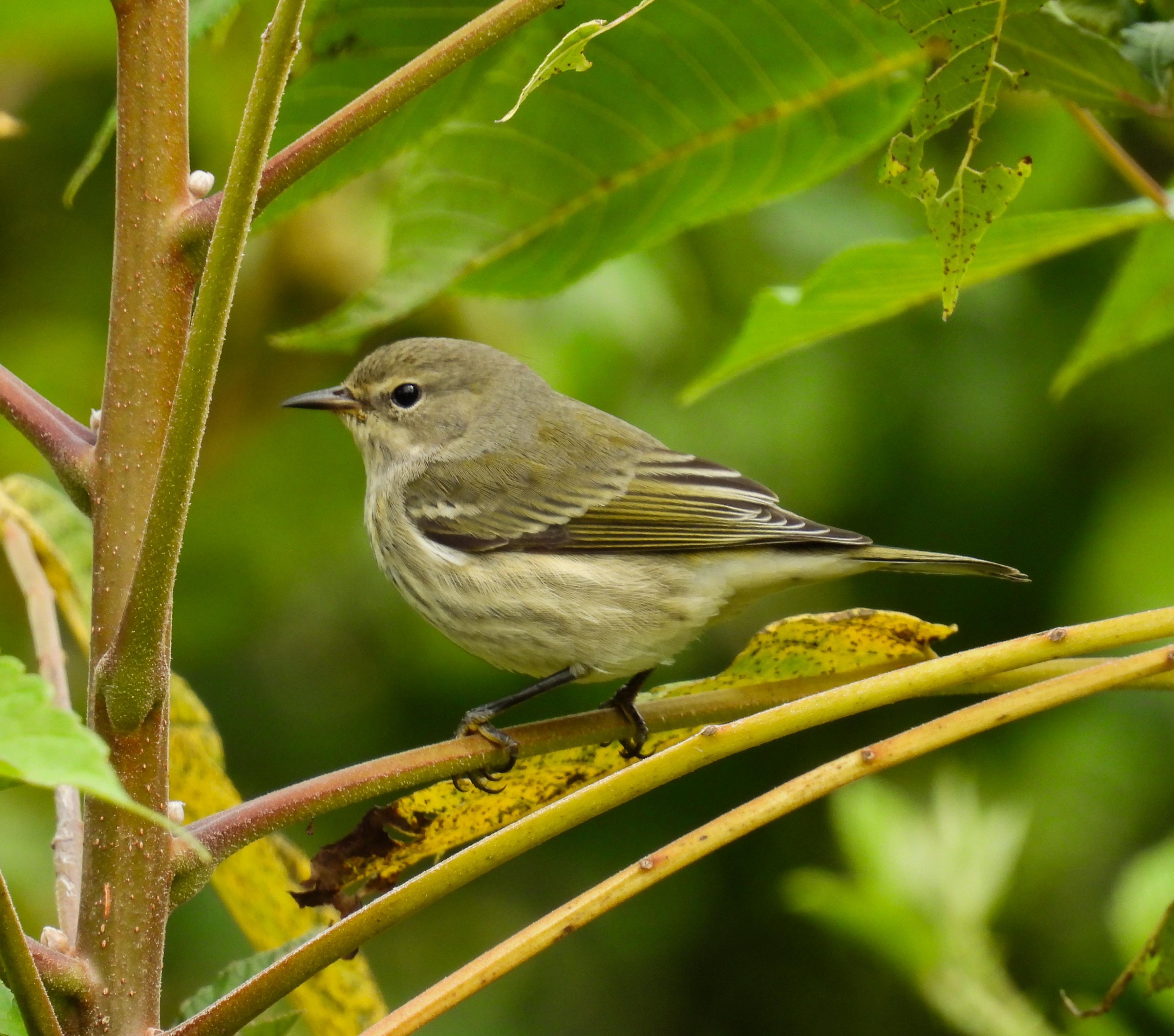 Cape May Warbler - CMWA thumbnail