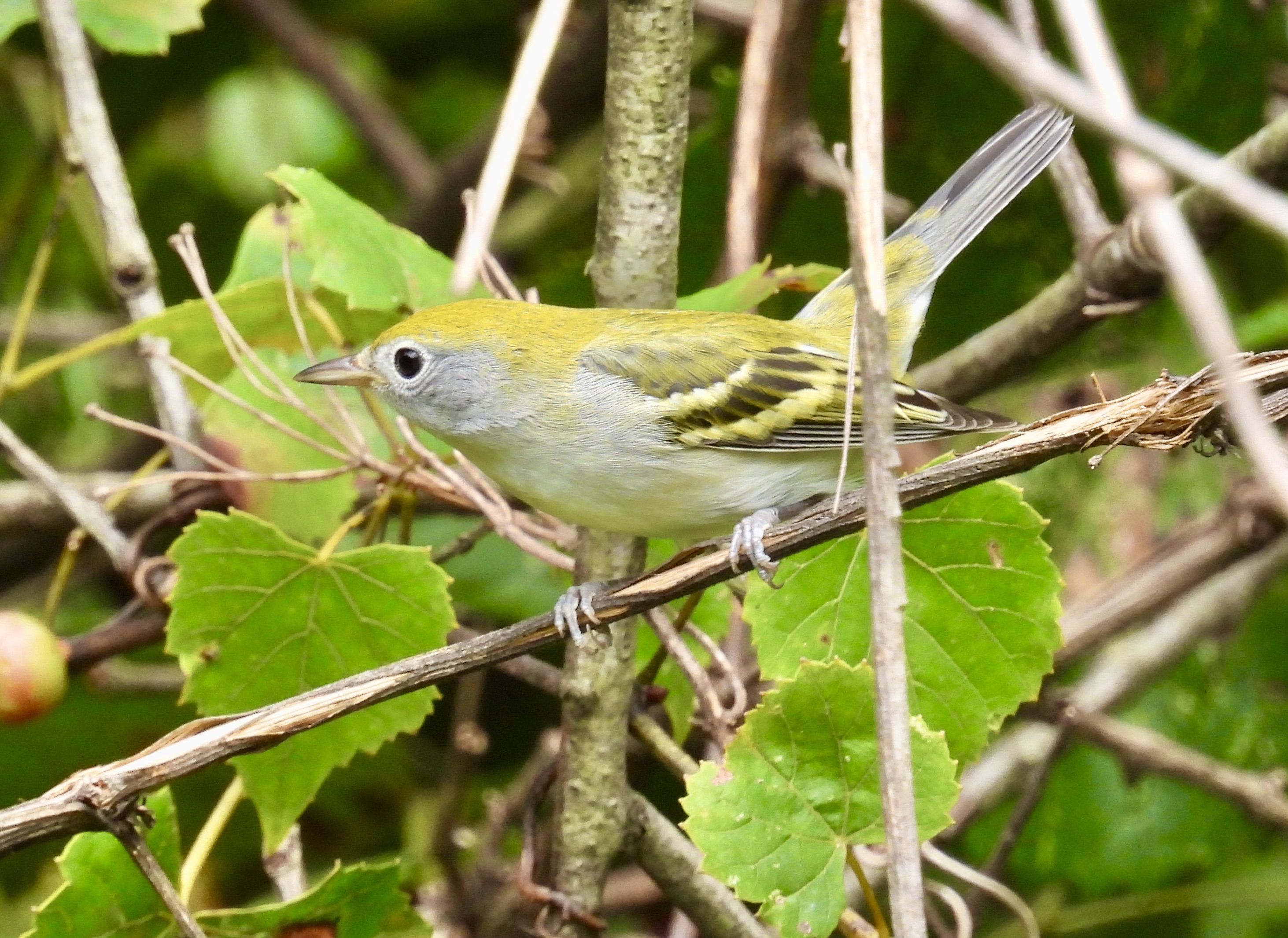 Chestnut-sided Warbler - CSWA thumbnail