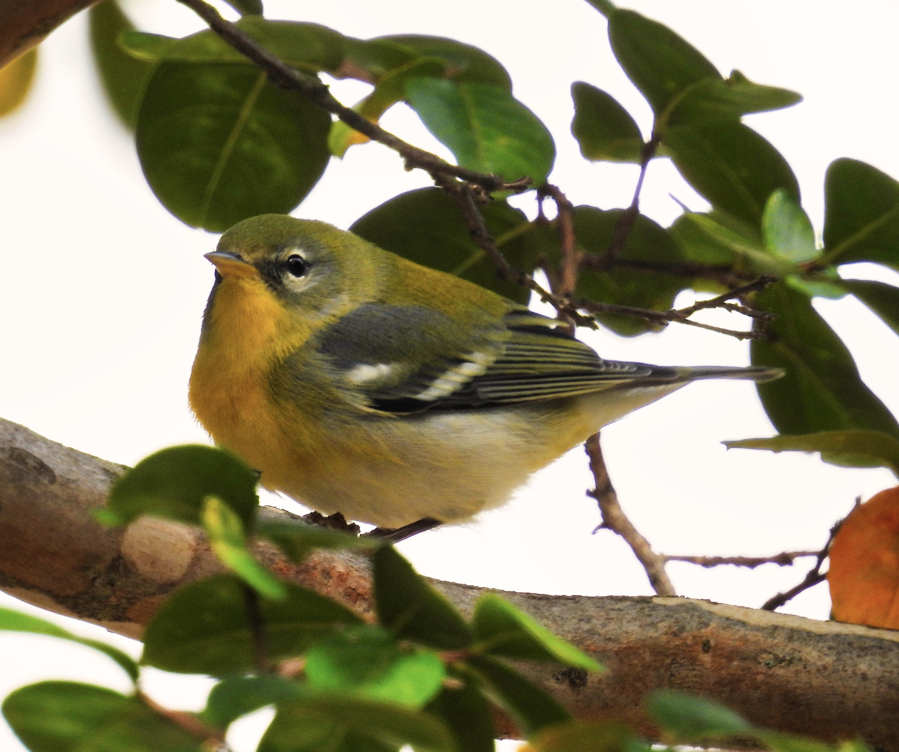 Northern Parula -  NOPA thumbnail