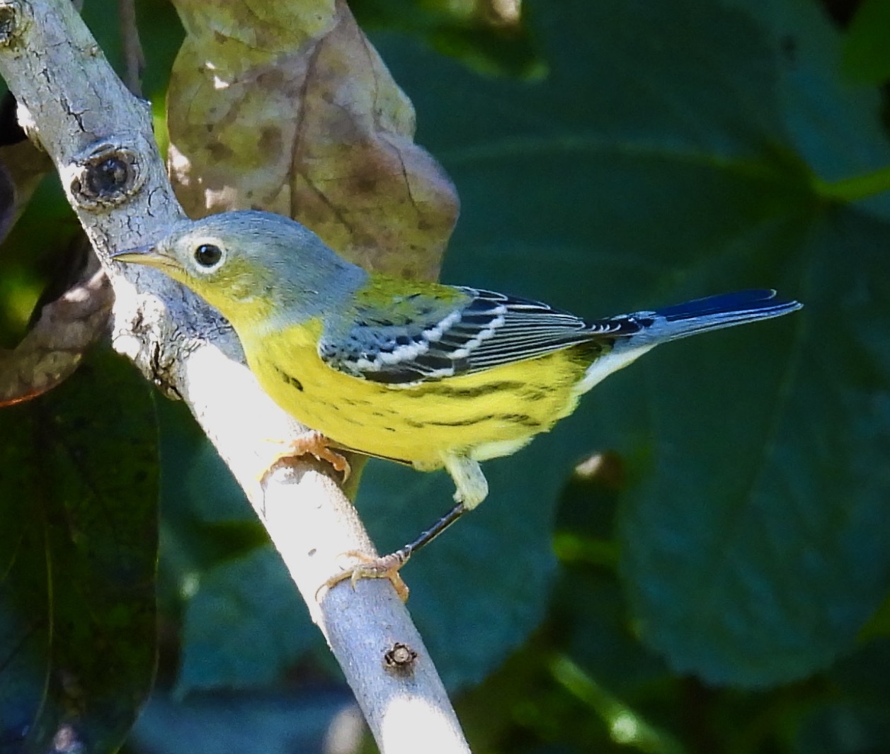 Magnolia Warbler -MAWA thumbnail