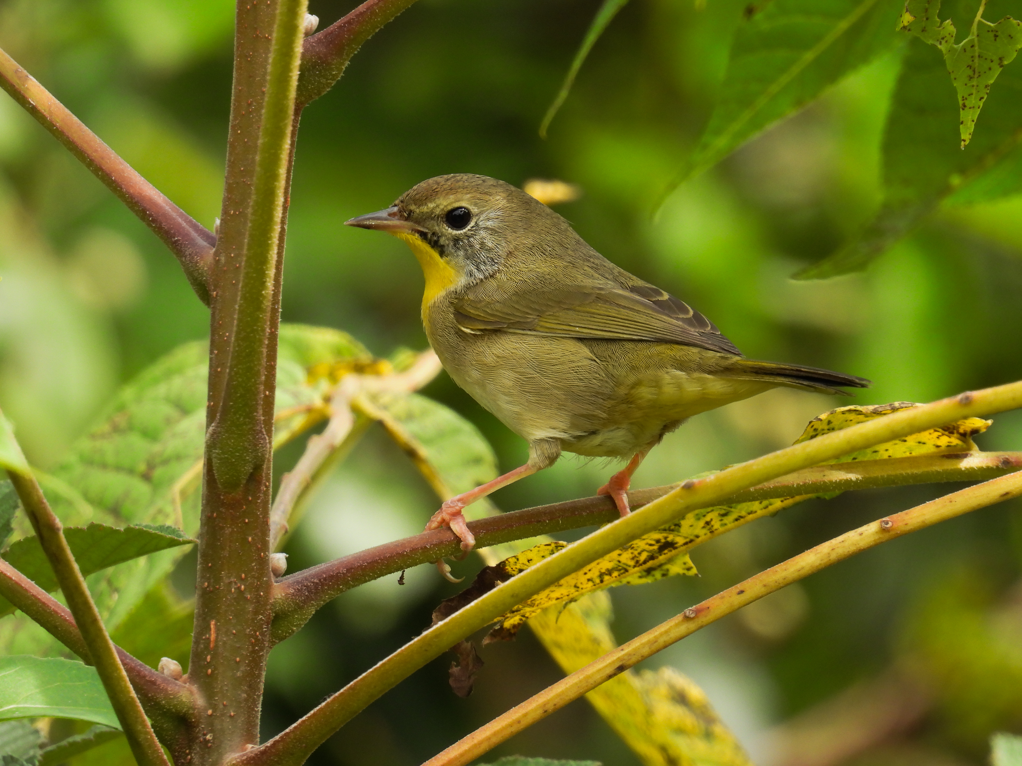 Common Yellowthroat - COYE thumbnail