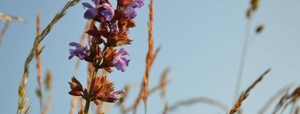 Ta zone de génie ✦ Atelier à Chamazonia le 13/02 thumbnail