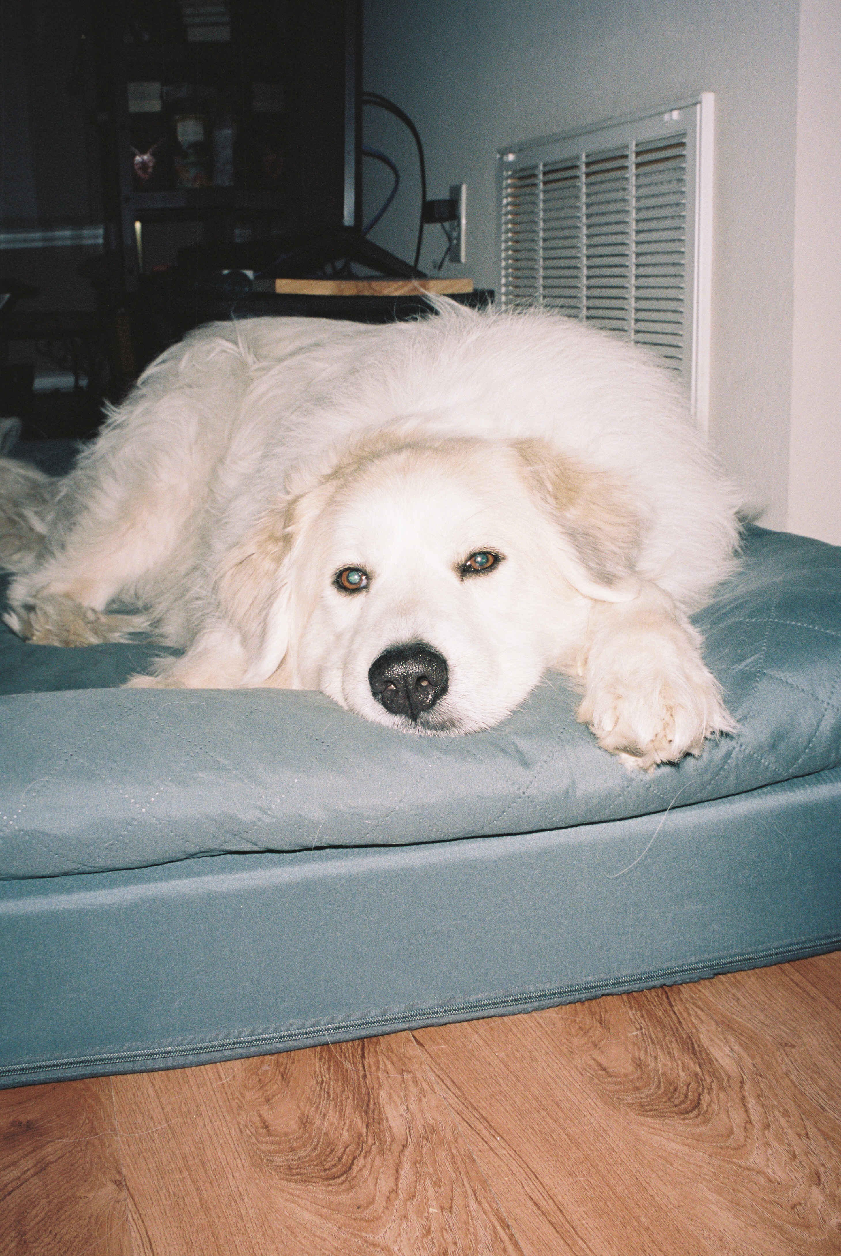 Snuggle in Furhaven Dog Beds thumbnail
