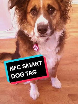 I love these 😍 NFC smart dog tags 🐕 I have just created. ✅️ share info details with one tap (vcf contact) ✅️ paperless &