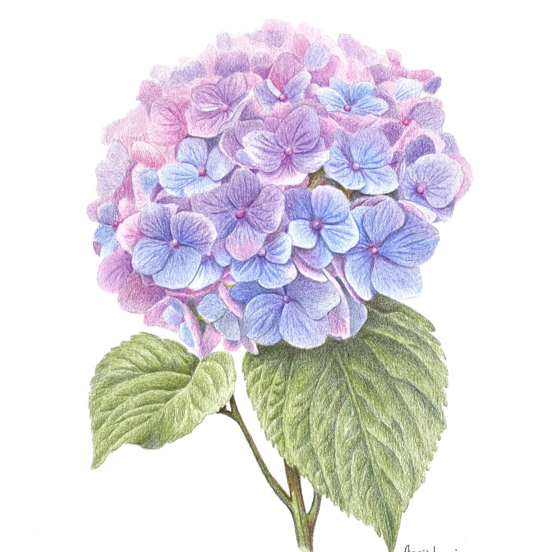 色鉛筆植物繪全集｜課程優惠中 thumbnail