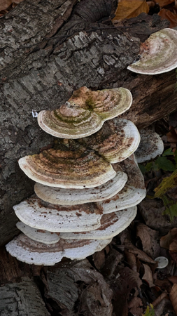 FREE SYSTEMS WORKSHOP thumbnail