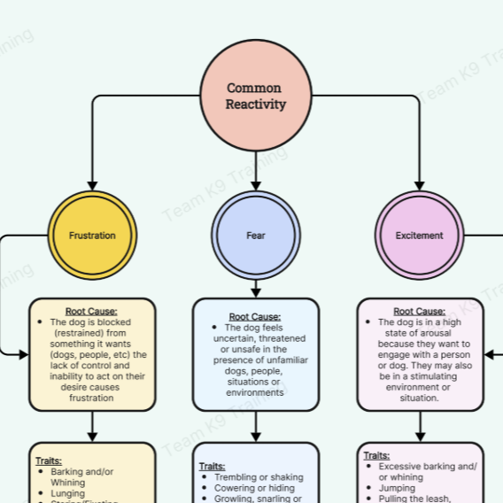 Your Dog’s Reactivity Type thumbnail