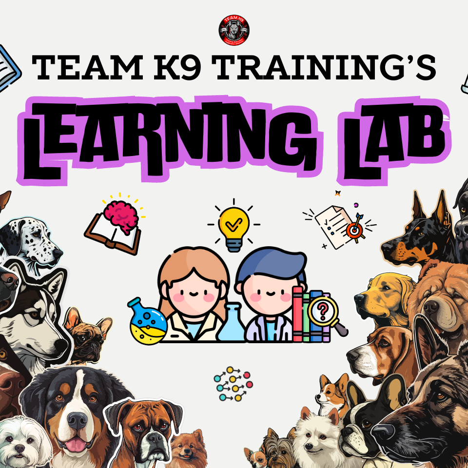 20+ Courses: The Learning Lab: $17.99 thumbnail