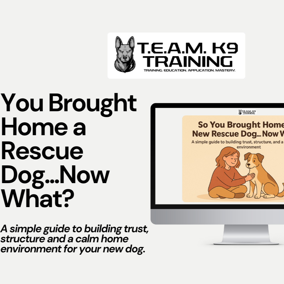 So You Brought Home a New Dog..: $9.97 thumbnail