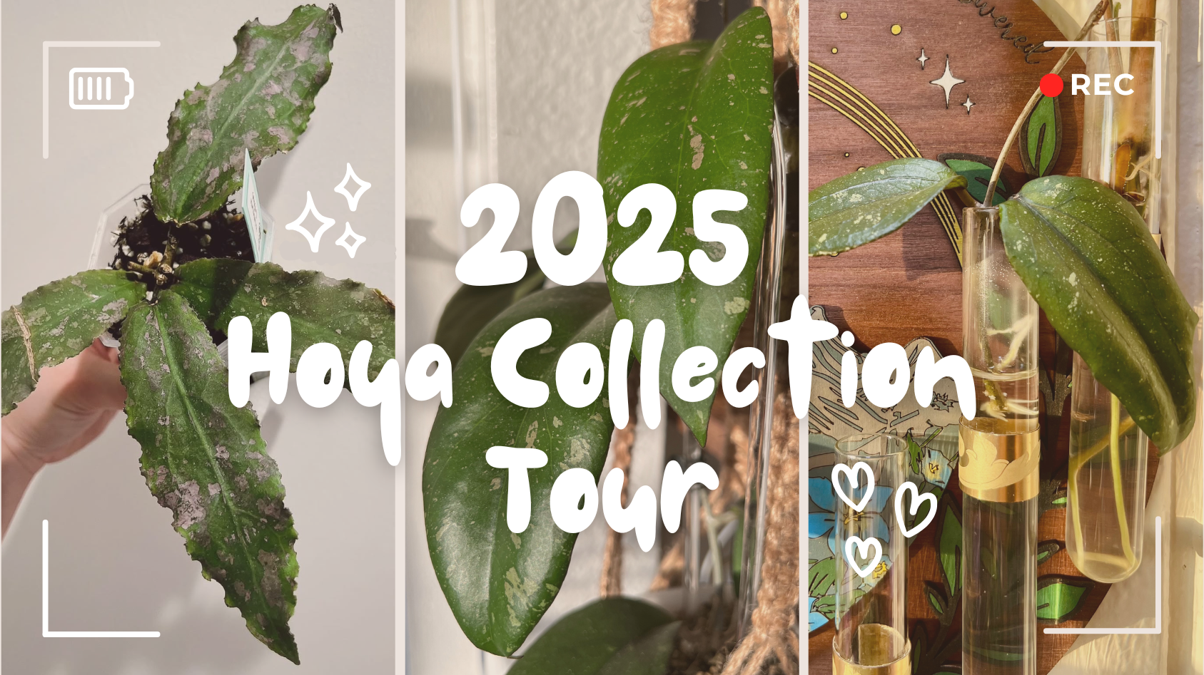 Hoya Collection Tour 2025 | 83+ Rare & Common Hoya thumbnail