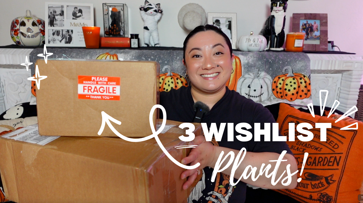 RARE Wishlist Plant Unboxing! 🌱  thumbnail