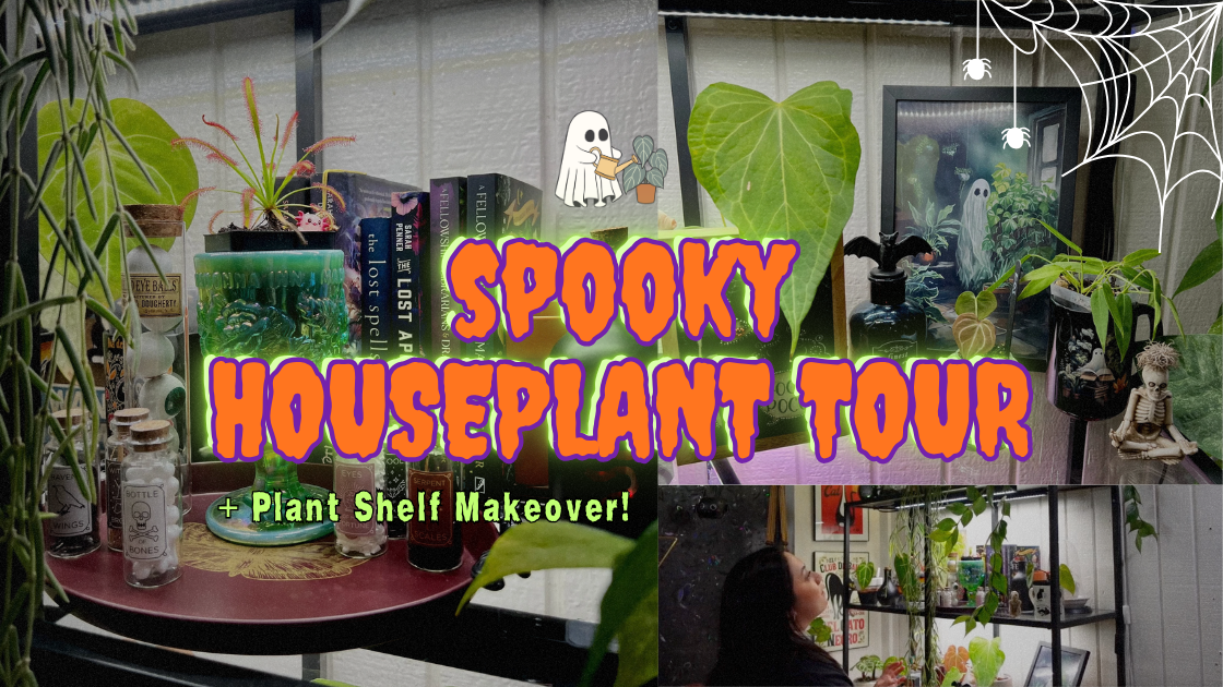 🎃🪴 Halloween Houseplant Tour! + Spookifying My Planty Corner 👻 thumbnail