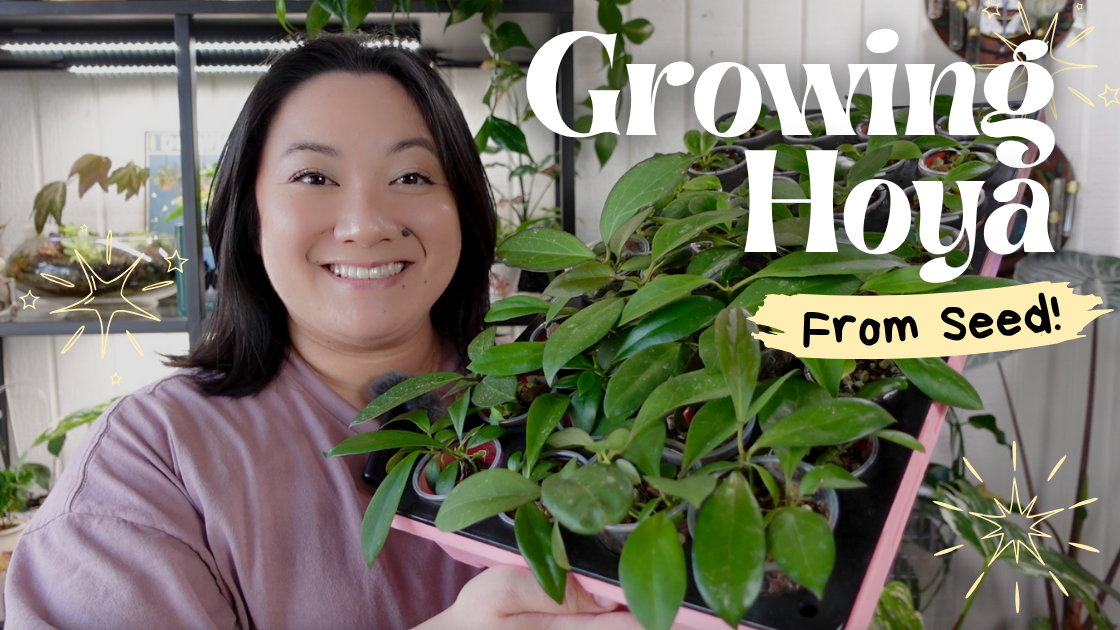 How to Grow Hoya from Seed 🌱 | Step-By-Step Guide! thumbnail