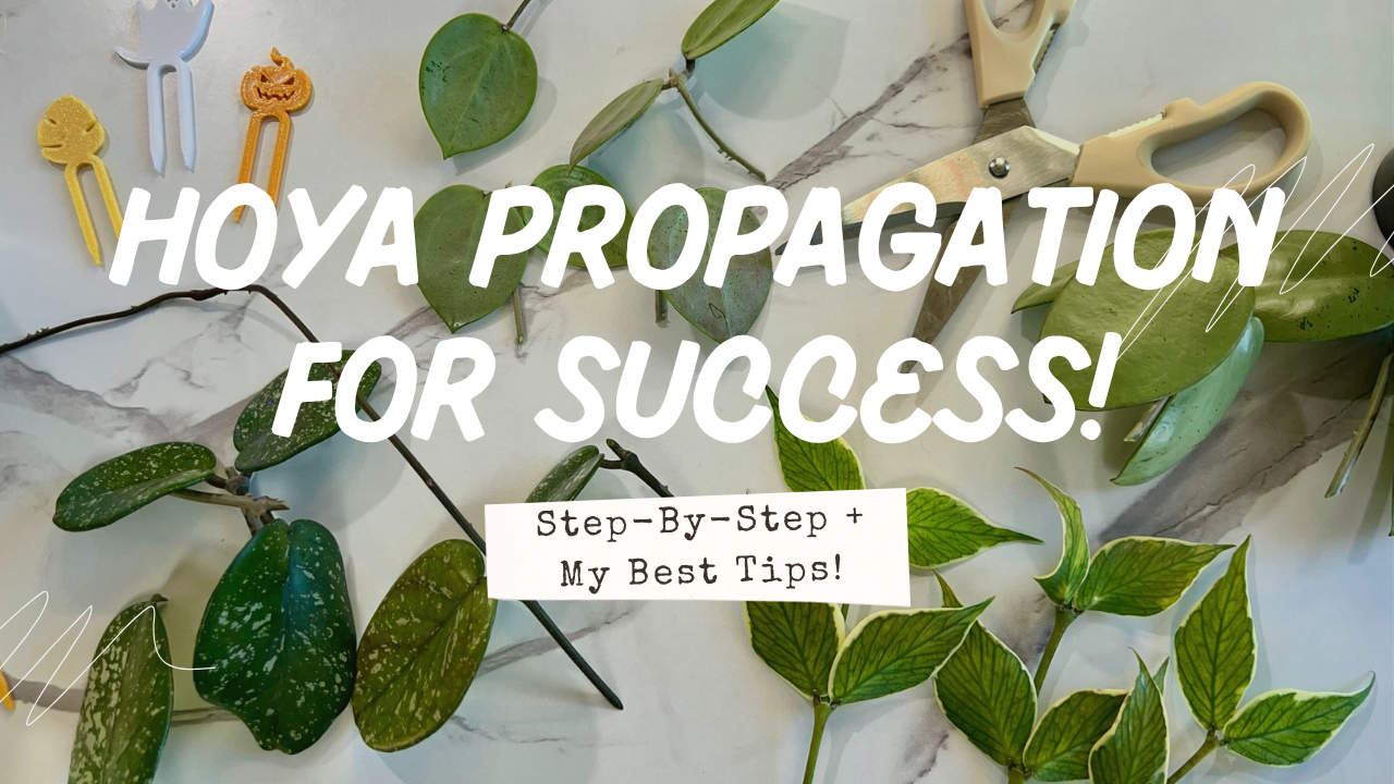 Hoya Propagation for Success! 🌿 | Cuttings, Rooting & Tips for Success thumbnail