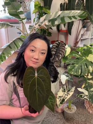 Let me re-introduce you to my ladies 🌿♥️🥵 Check out my IG for the original video from 2023! 😝#plantsoftiktok #neverenoug