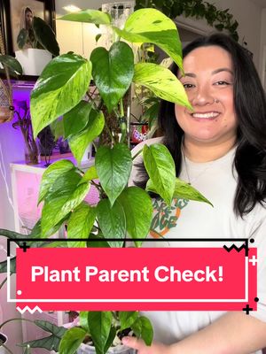 Which one is your favorite? 👇🏼🌿Save this as inspiration for your next wish list plant! #plantparentcheck #wishlistplant 