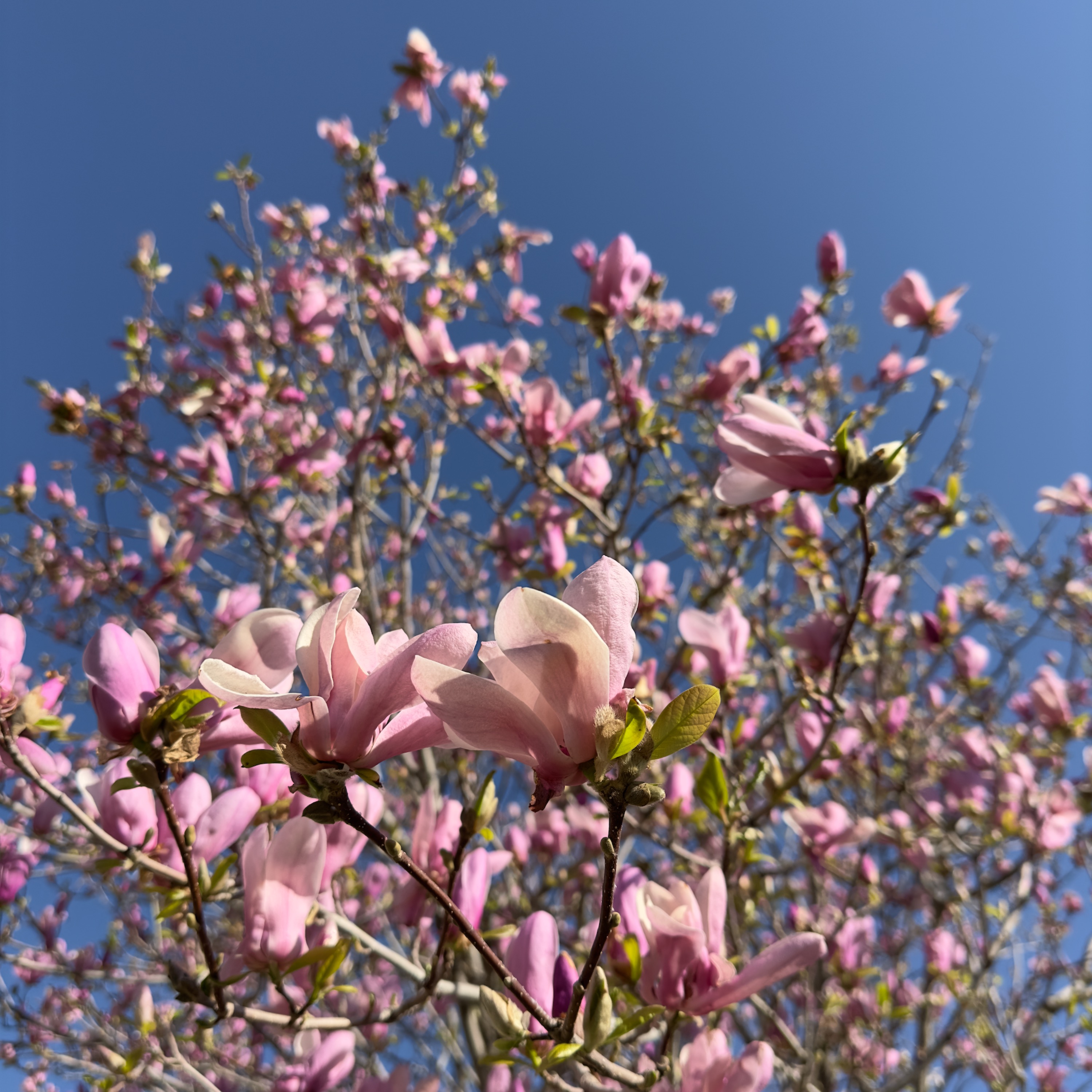 Play Pink Blossoms on YouTube Music thumbnail