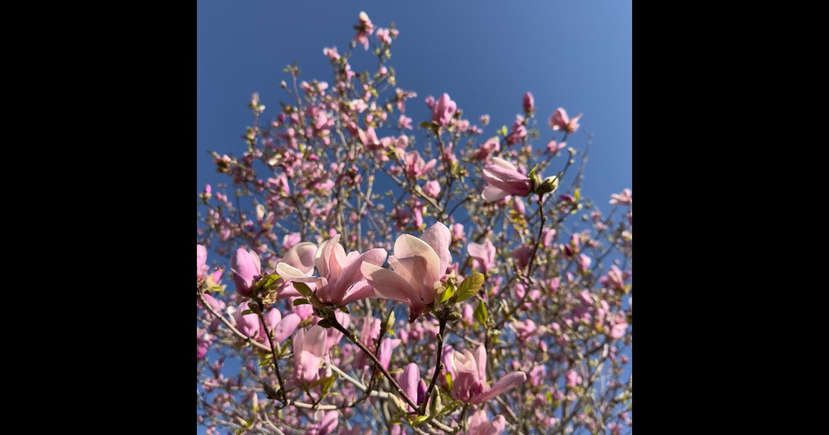 Play Pink Blossoms  on Apple Music thumbnail
