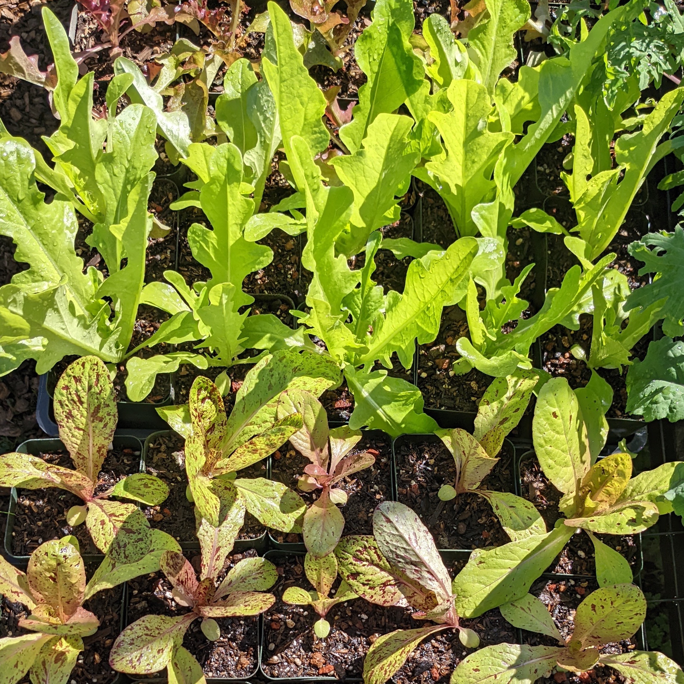 More Free Plants and Seeds for Schools thumbnail