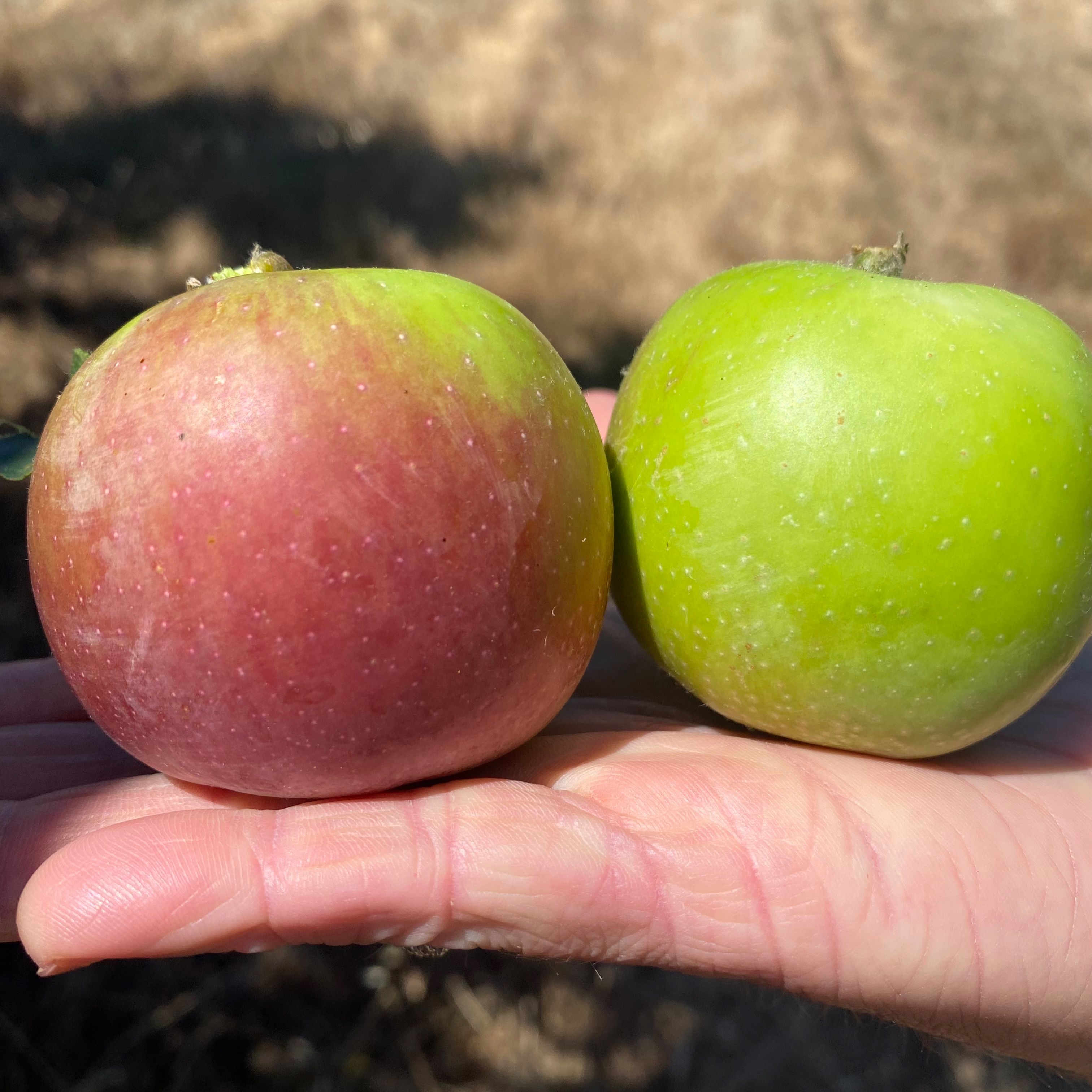 Curriculum Library thumbnail