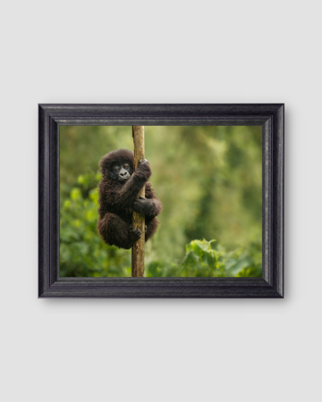 Tree Hugger  thumbnail