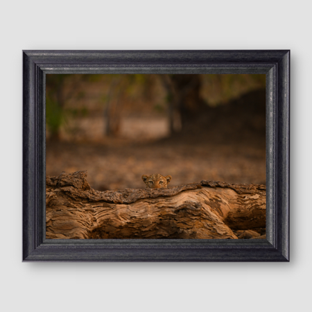 The Watcher  thumbnail