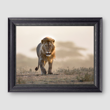 Kalahari King thumbnail