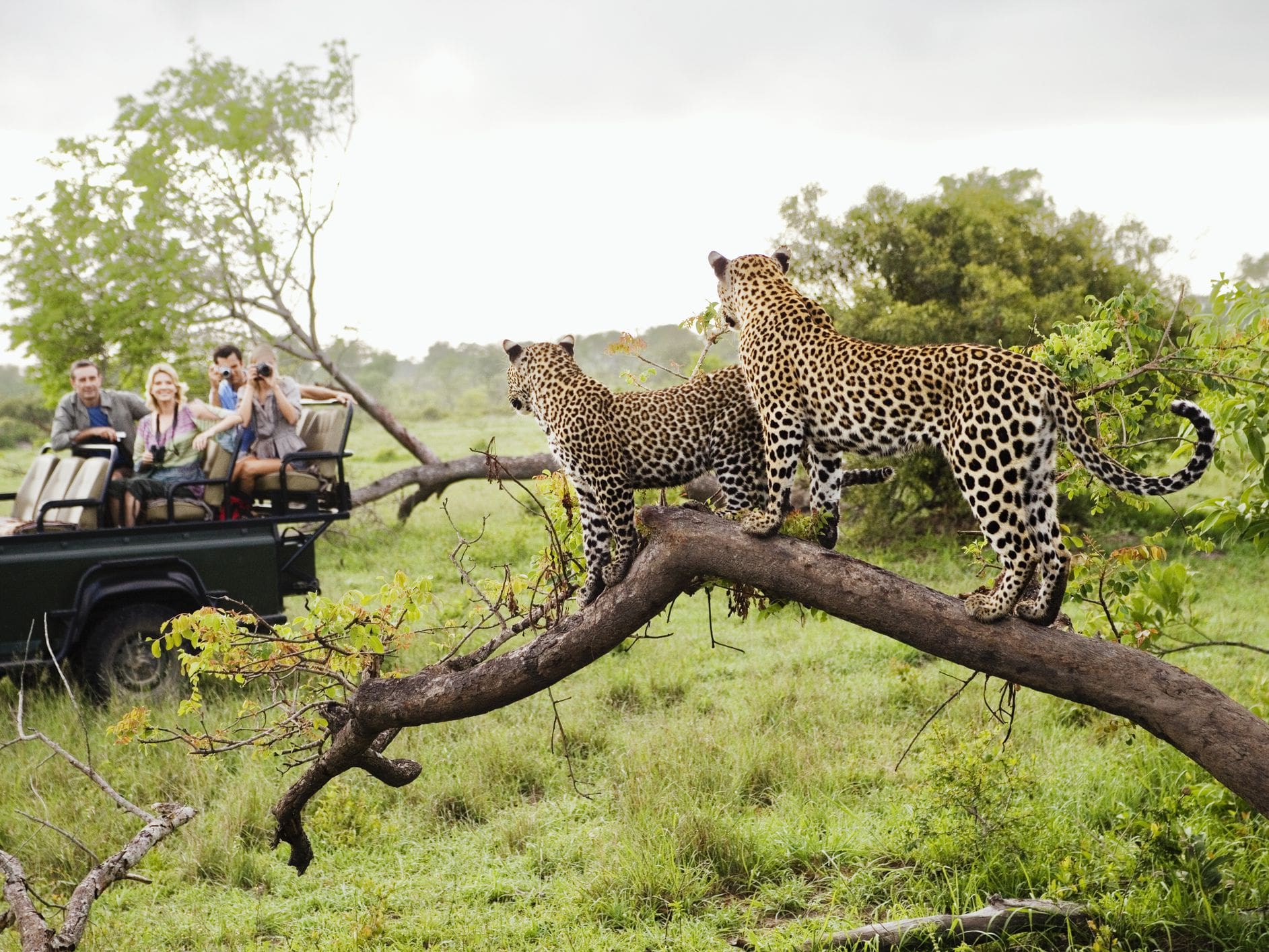The Best Places To Stay In Kruger National Park - Complete Guide thumbnail