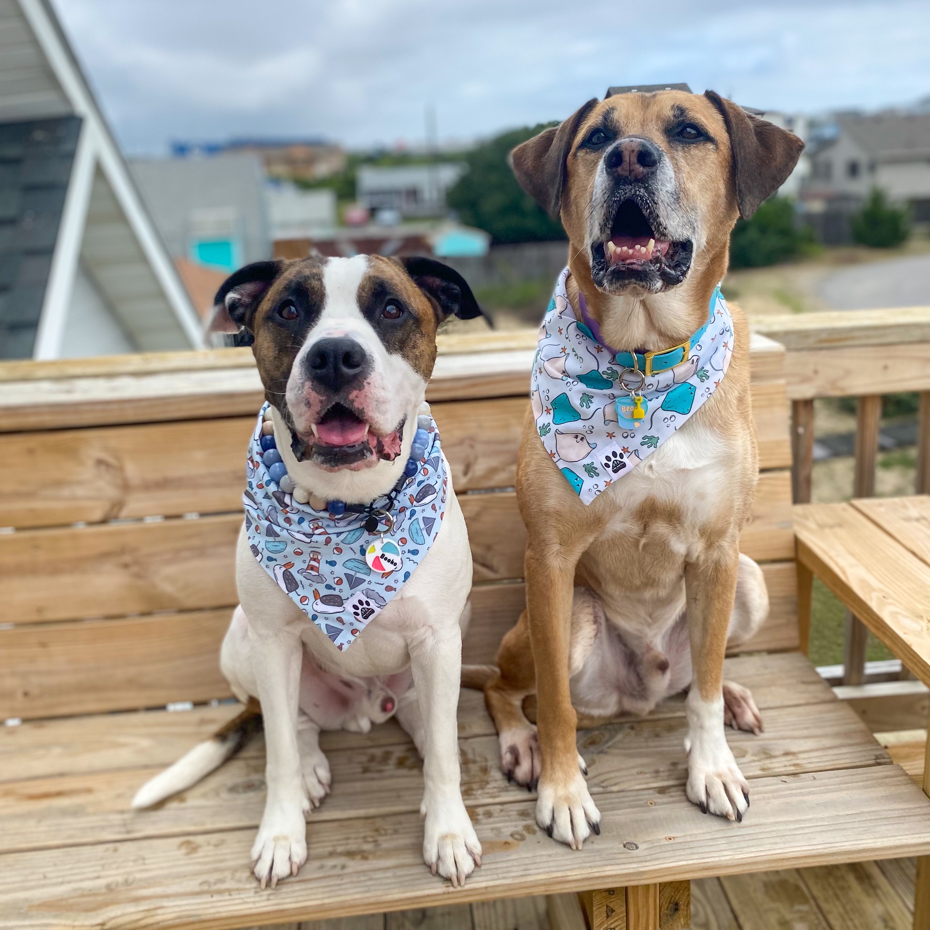 Lake and Paw • Code BOOKO15 thumbnail