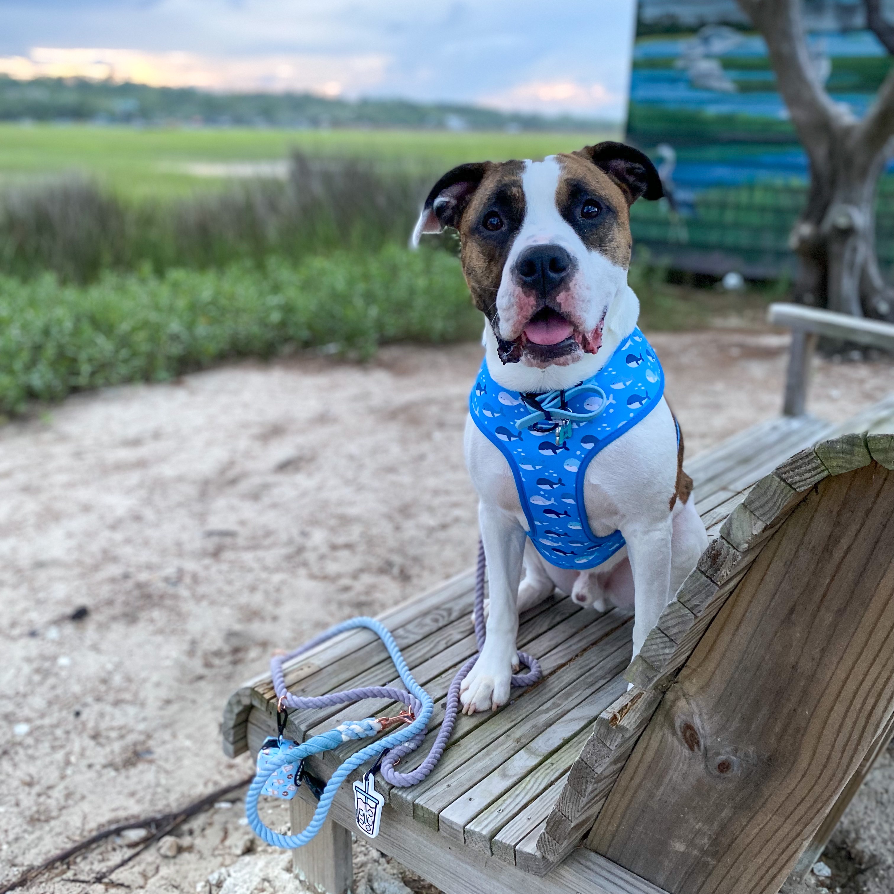 Sassy Woof • Code BOOKO  thumbnail