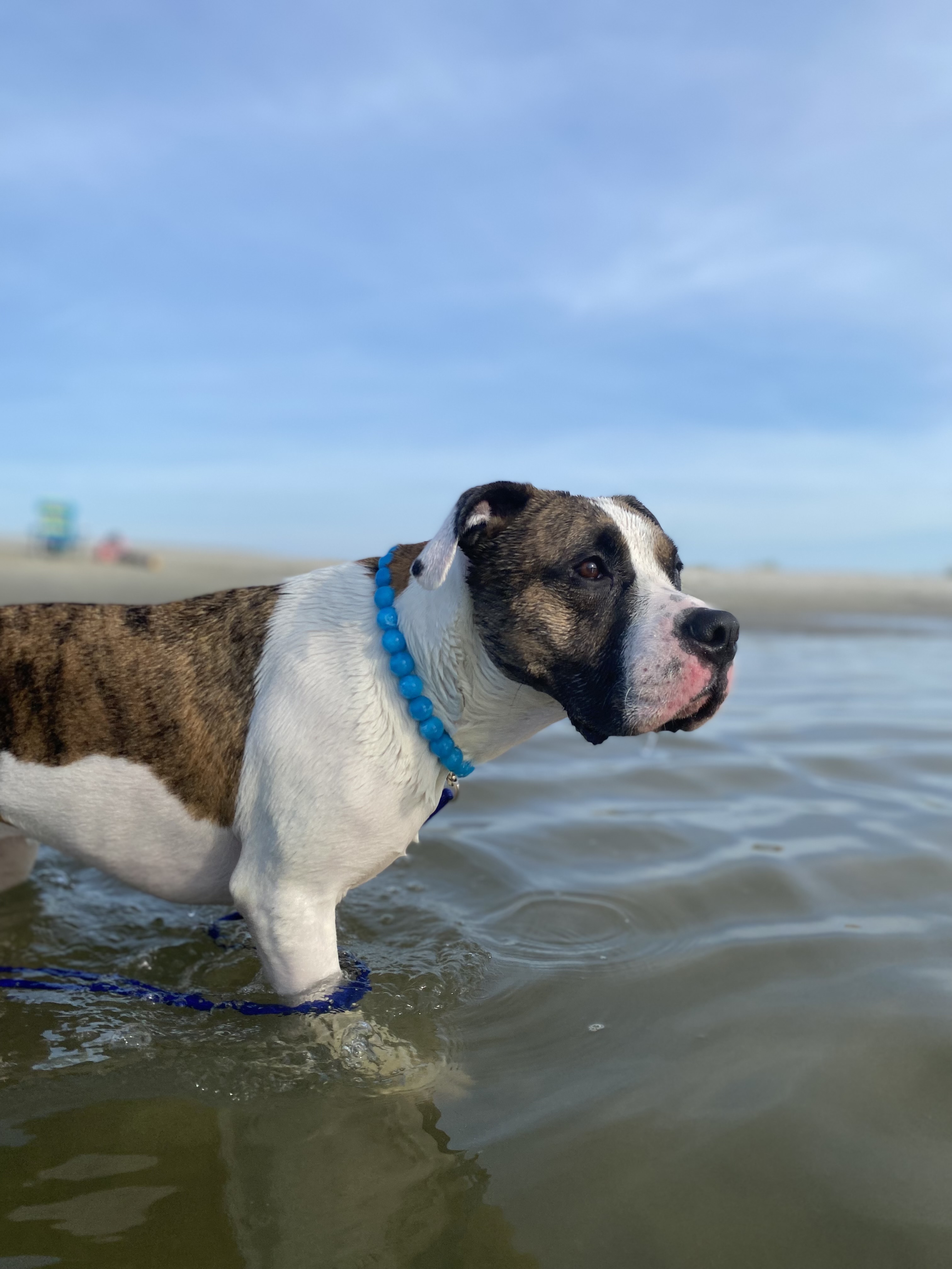 Dizzy Lizzy Designs Co • Code BOOKO15 thumbnail