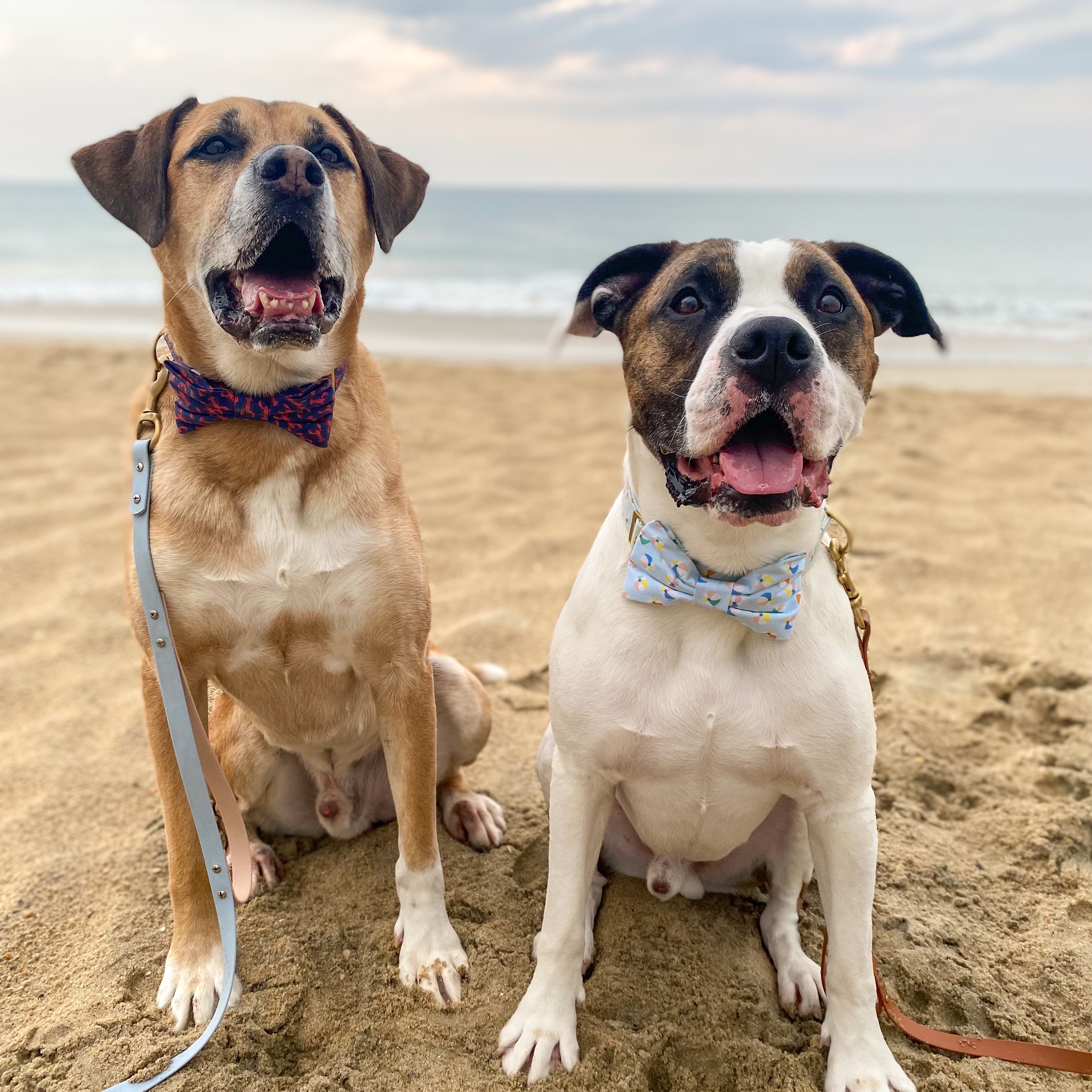 The Foggy Dog • Code BOOKO10 thumbnail