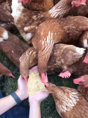 Ligue o som e venha conhecer um pouco mais sobre nossas aves! Elas vivem soltas ao verde do campo e se alimentam exclusi