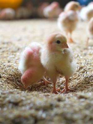 Aqui as nossas galinhas vivem assim, soltas ao verde do campo, podendo expressar seus instintos naturais e vivendo livre