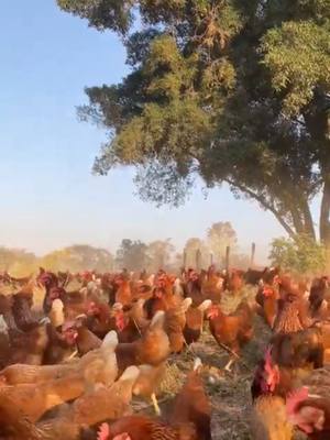 Aqui, o dia começa com assim, com o canto das galinhas que são criadas soltas ao verde do campo. É nesse ambiente que el
