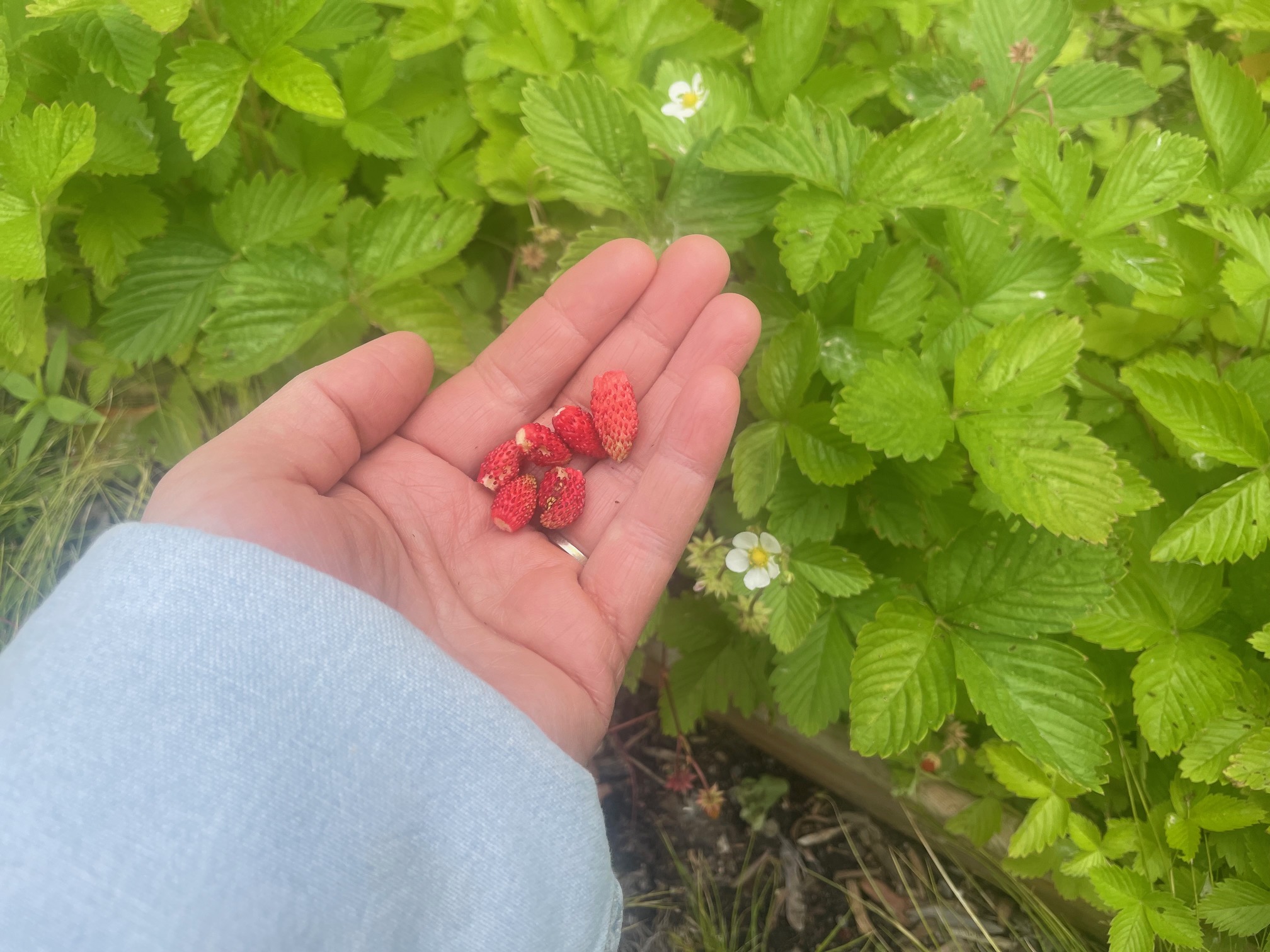 SAT June 22nd! THE STRAWBERRY MOON ! Anishinaabe teachings + the resilient nature of strawberries and their place in cities thumbnail