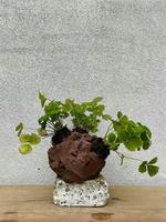 Pottery for Plants with Cadence and Parker thumbnail