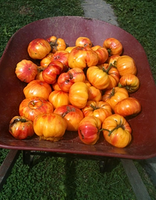 Tomatoes! Tomatoes! Tomatoes! 2025 thumbnail