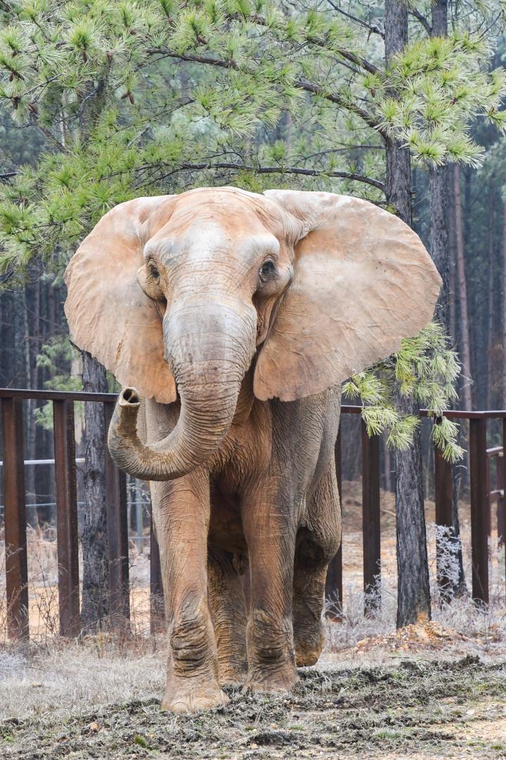 The Elephant Sanctuary  thumbnail