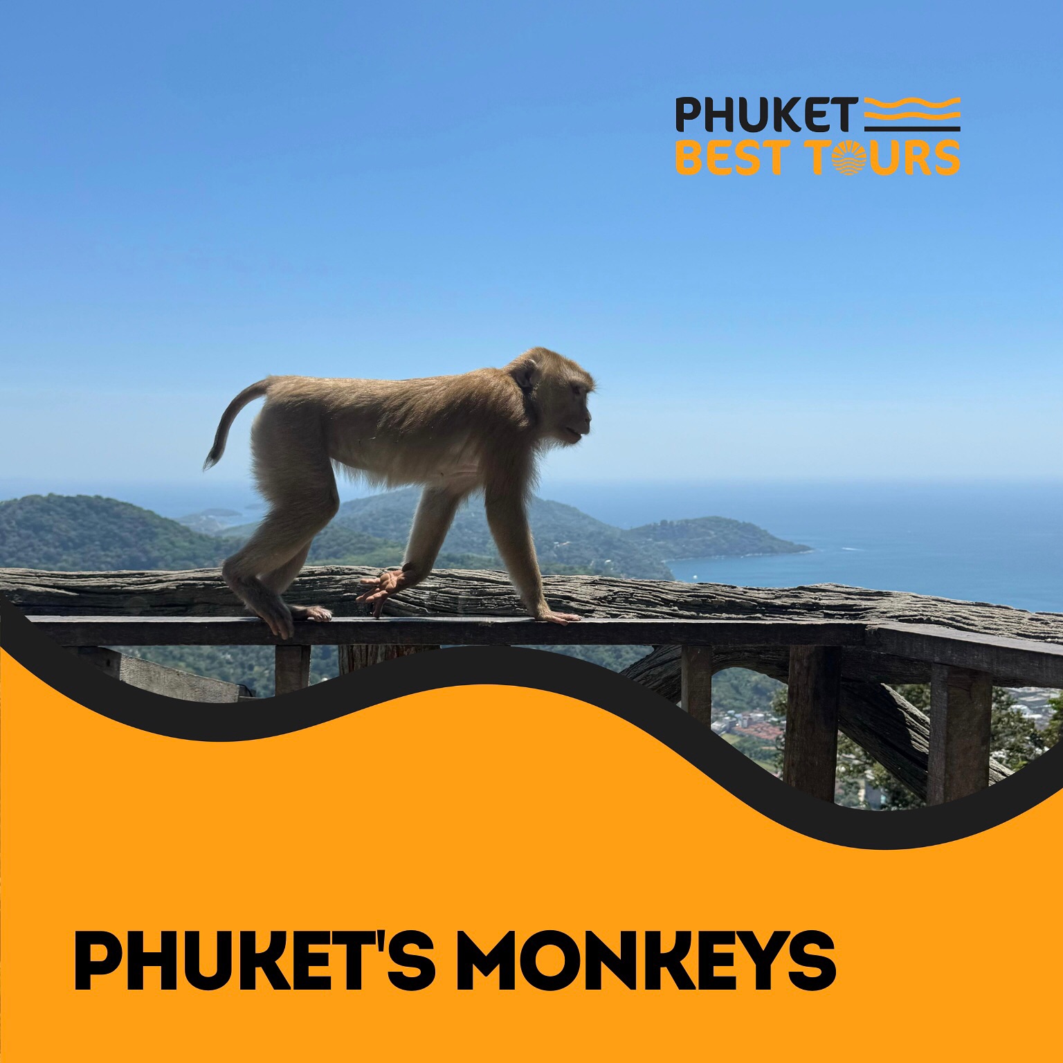 Phuket’s Monkeys: Charming Yet Mischievous Neighbors🙈

Greetings, dear travelers! 🇹🇭

Did you know that Phuket is home t